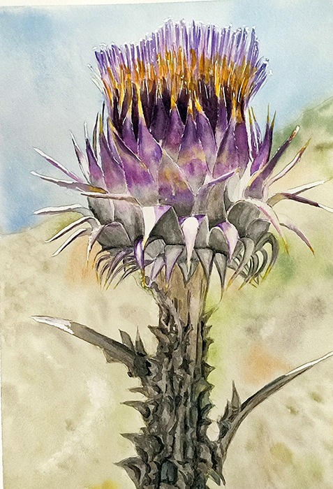 Acuarela de un cardo